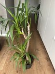 Juka domowa 130cm