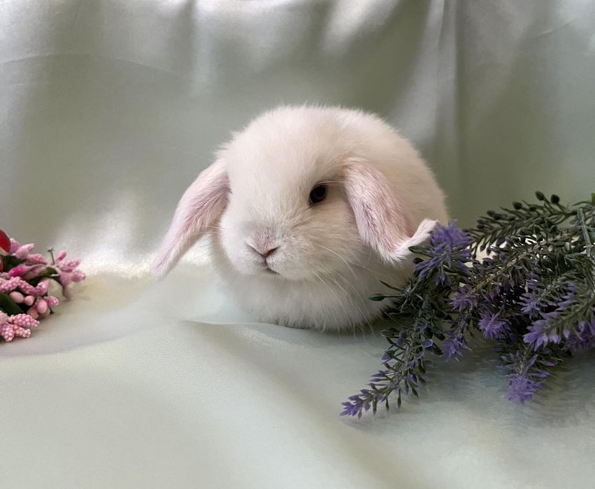 Карликові кроленята, породисті баранчики висловухі, NHD -найменші.