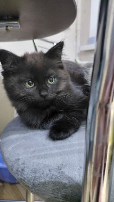 Черный шотландский котенок