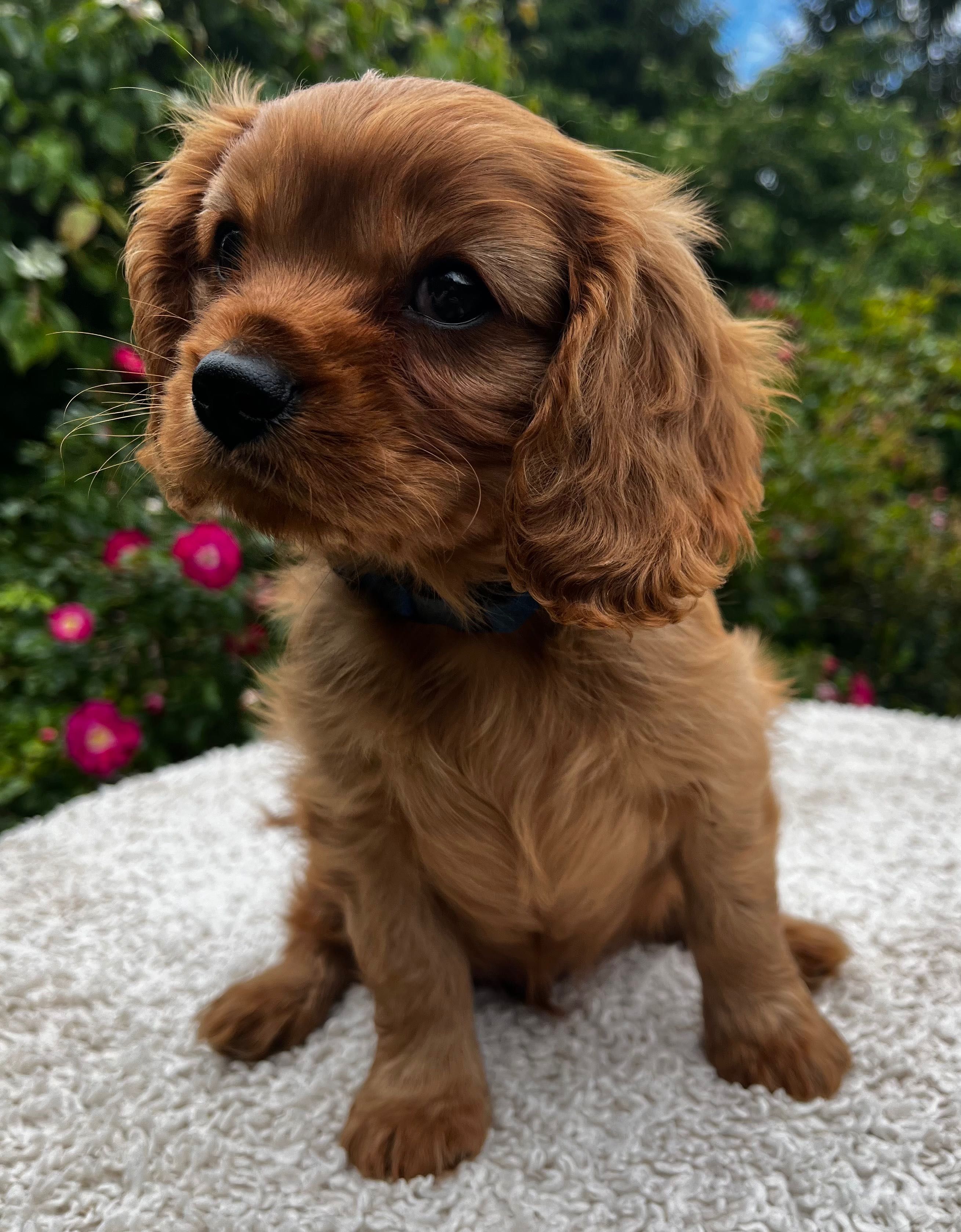 Cavalier King Charles Spaniel rubinowy piesek FCI