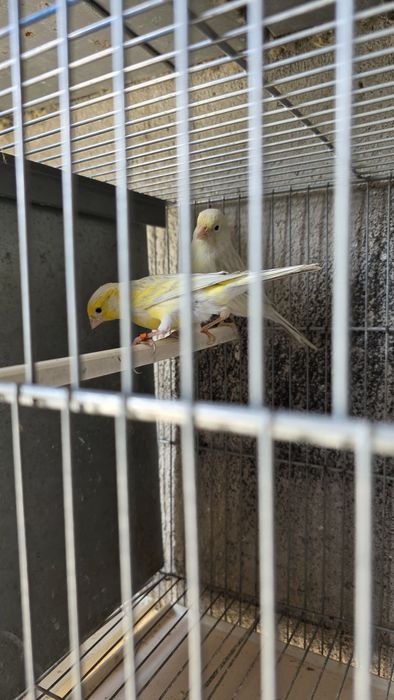 Casal opalas amarelos