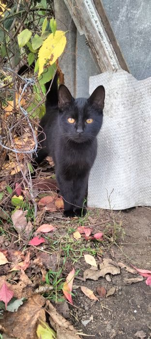 В пошуках родини!