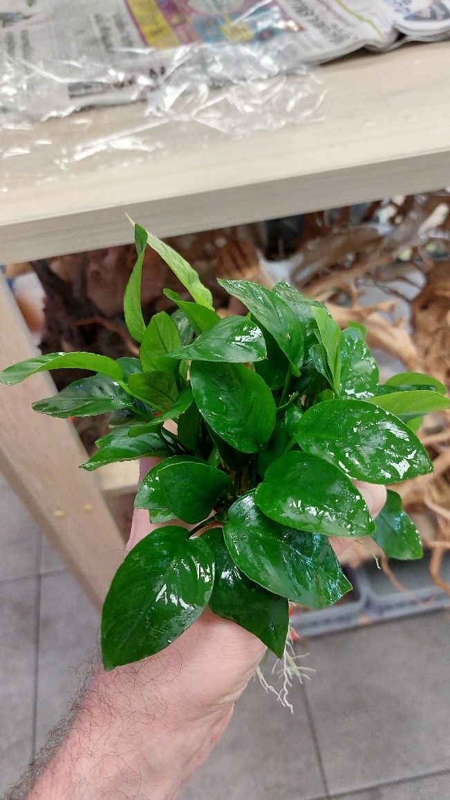 Anubias Wrinkled Broad Leaf MASSON