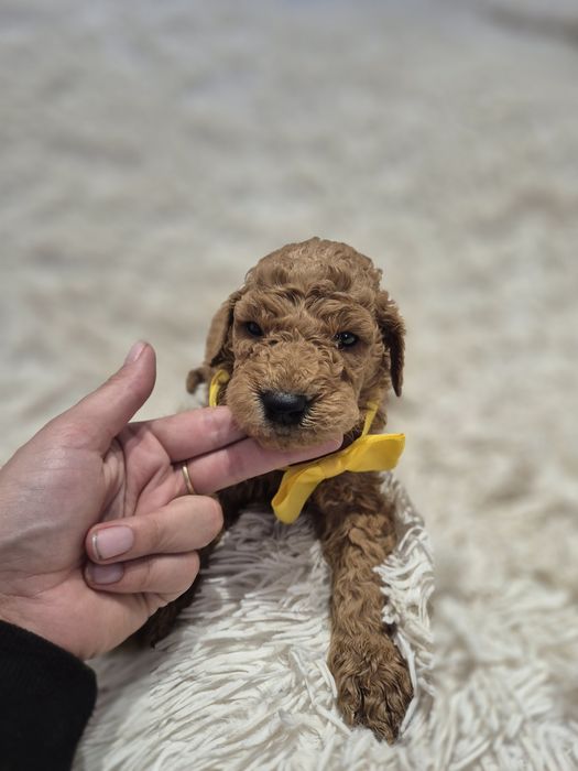 Goldendoodle f1b standard red-brown red