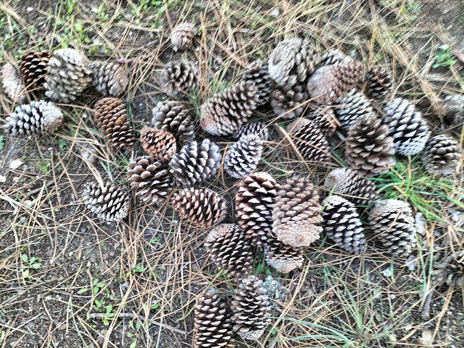 Pinhas para lareira