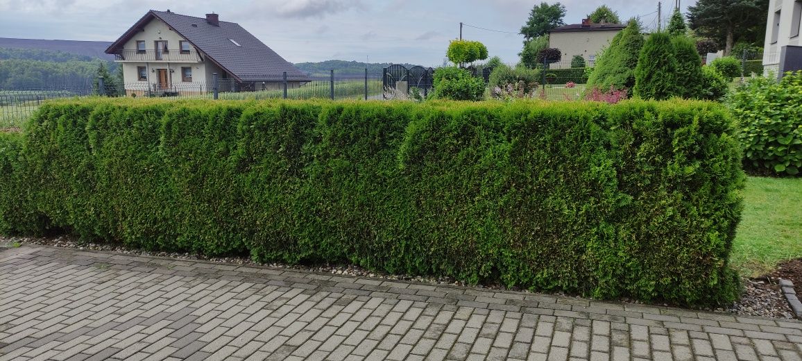 Thuja szmaragd oddam