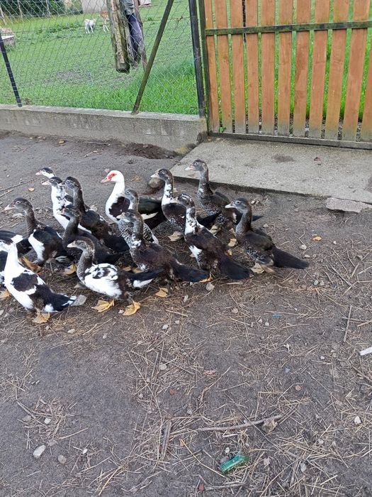 Kaczki Kaczory z Maja i Lipca