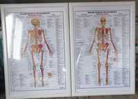 Plakat anatomia w ramie Virserum Ikea 69x99cm