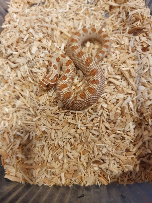 Heterodony zachodnie toffee conda 50% het albino