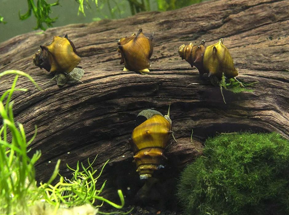 Ślimak kolczasty - Brotia pogodula - dowóz, wysyłka