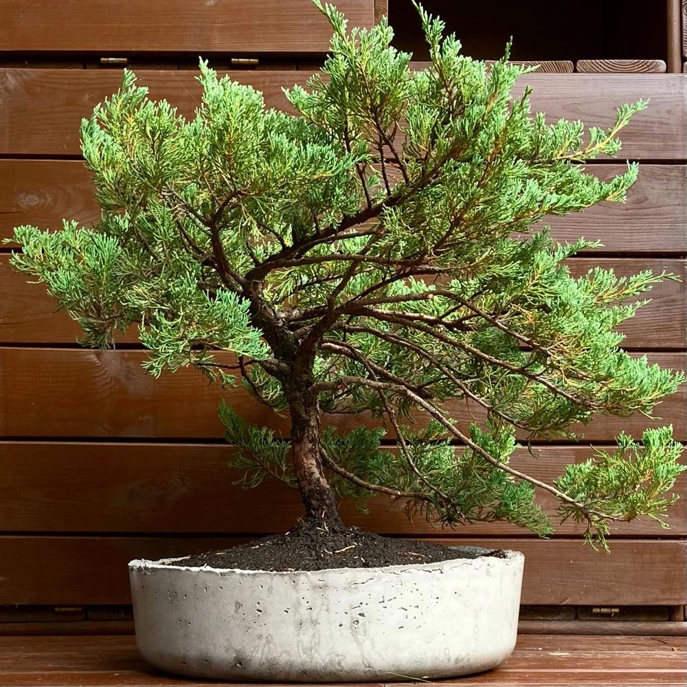 Recznie wykonana donica z bonsai z jałowca