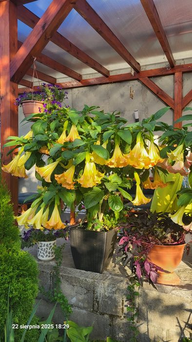 Datura anielskie trąby bieluń
