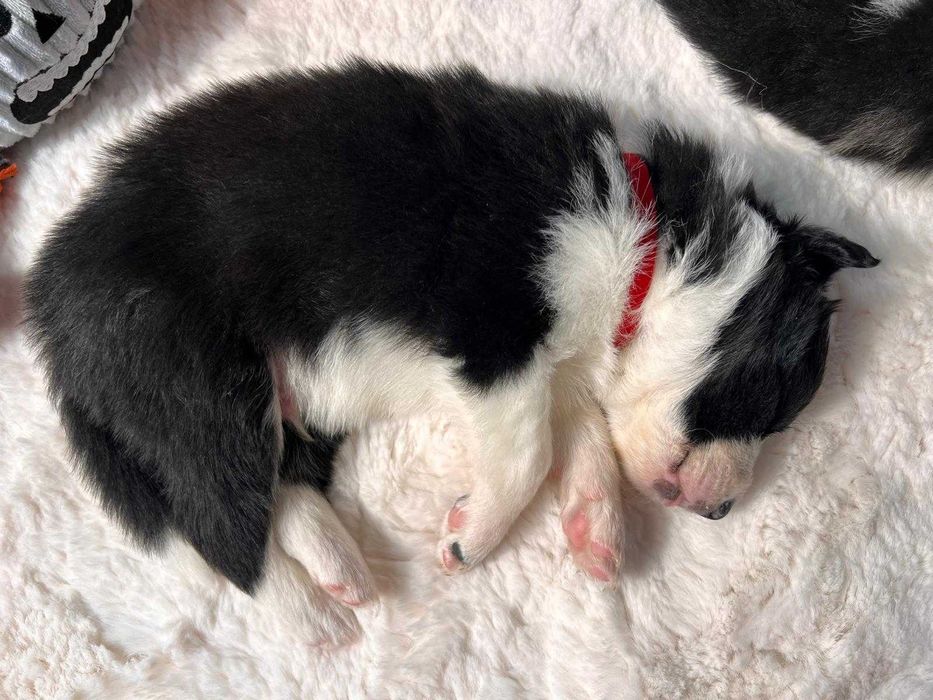 szczeniak Border Collie ZKwP (FCI) czarno-biały