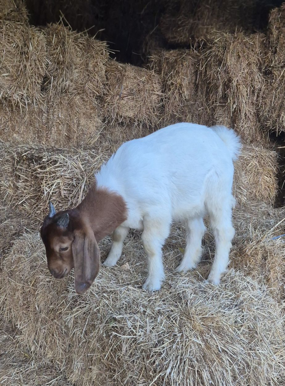 Cabrito boer puro