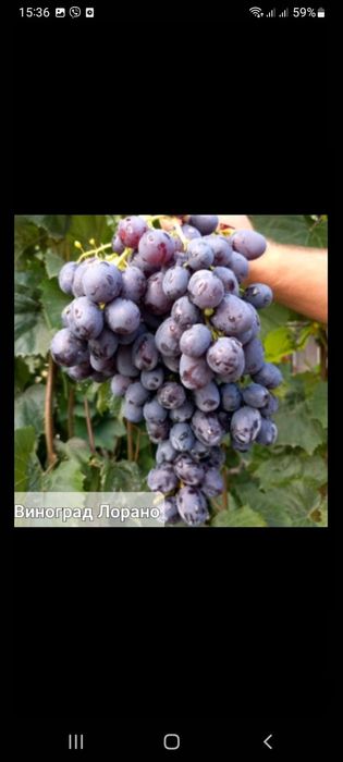 Саженцы плодовых и экзотических деревьев