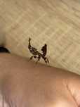 Phyllocrania Paradoxa samce subimago