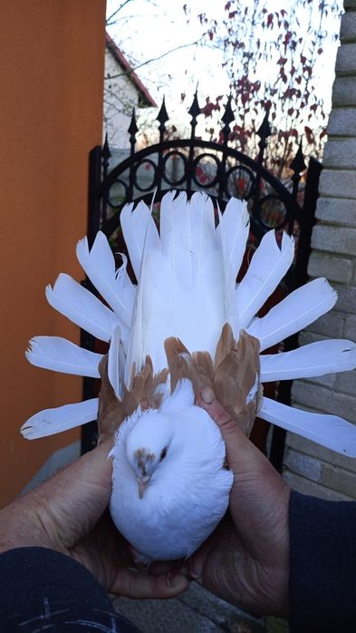 Sprzedam gołębie orlik polski