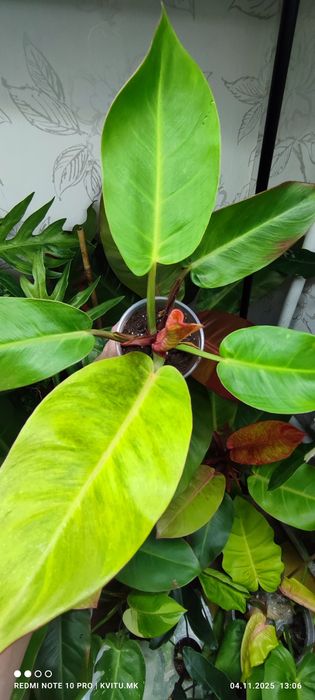 Філодендрон Карло і  принц гелексі марбл