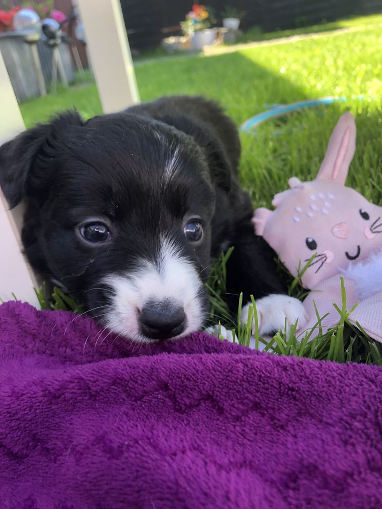 Border Collie Suczka Black&white