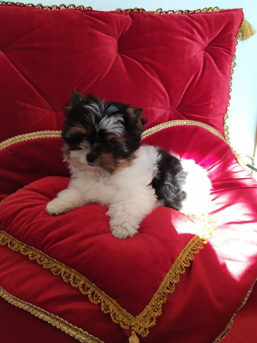 Śliczna suczka  z metryką ZkwP/FCI Biewer Yorkshire terrier.