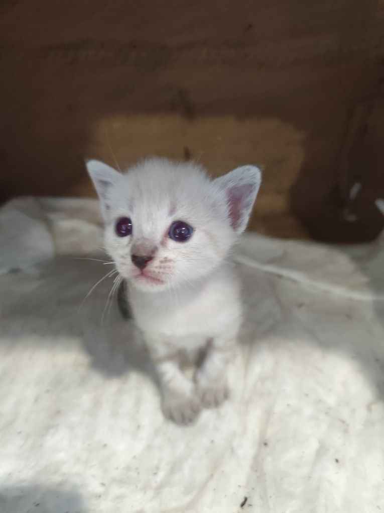 Gatinhas para adoção