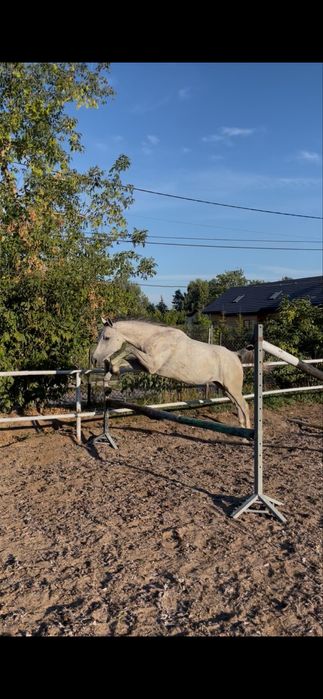 3,5 letni ogierek czystej krwi arabskiej