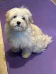 Maltipoo -maltańczyk /Pudel Toy - Piesek gotowy na nowy dom