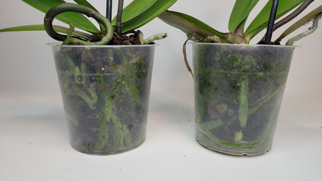 Фаленопсис Орхідея Орхідеї