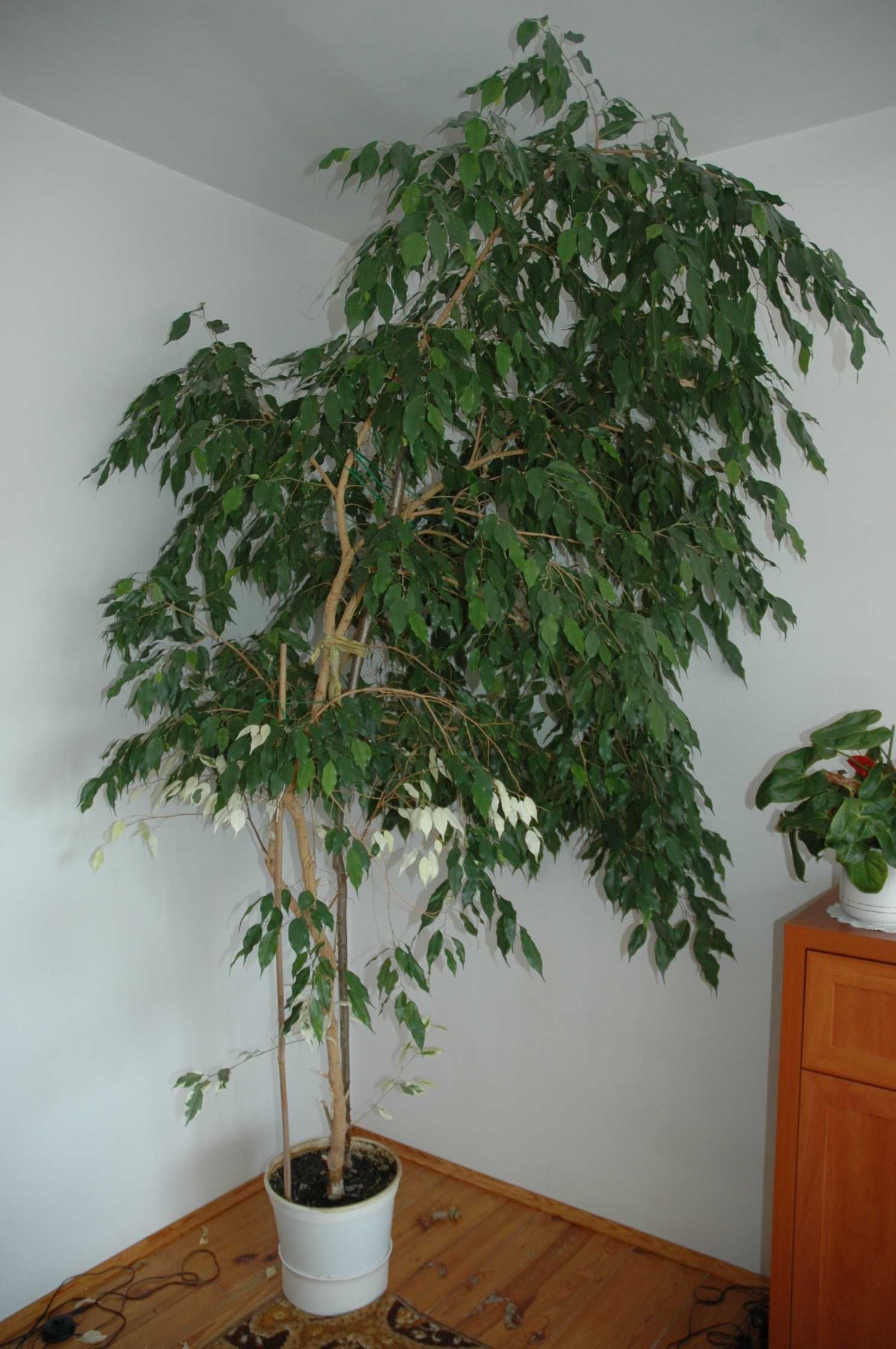 Figowiec Benjamina/Fikus Benjamina