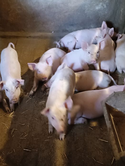 Поросята трьох порідний гібрид