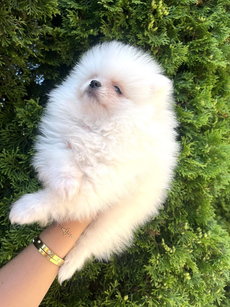 Biały piesek szpic pomeranian miniaturka