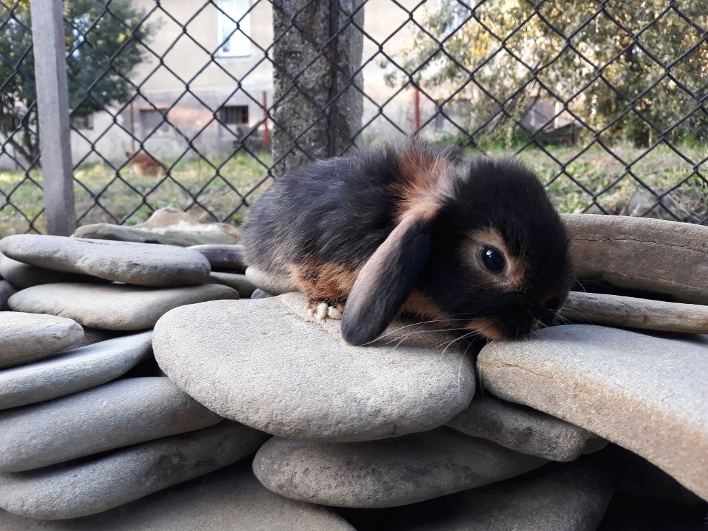 Królik karzełek baranek czarny podpalany mini lop hodowla