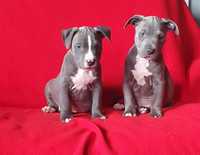 American Staffordshire Terrier Amstaff- piesek