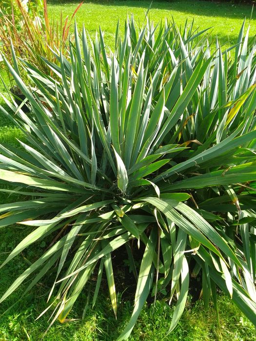 Juka ogrodowa sadzonki