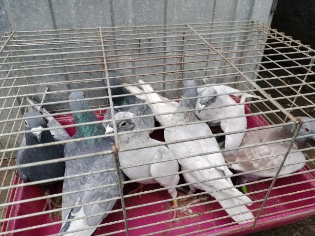 Sprzedam. Gołębie