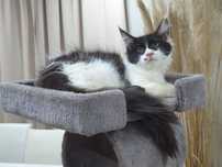 Maine coon fêmea com Lop