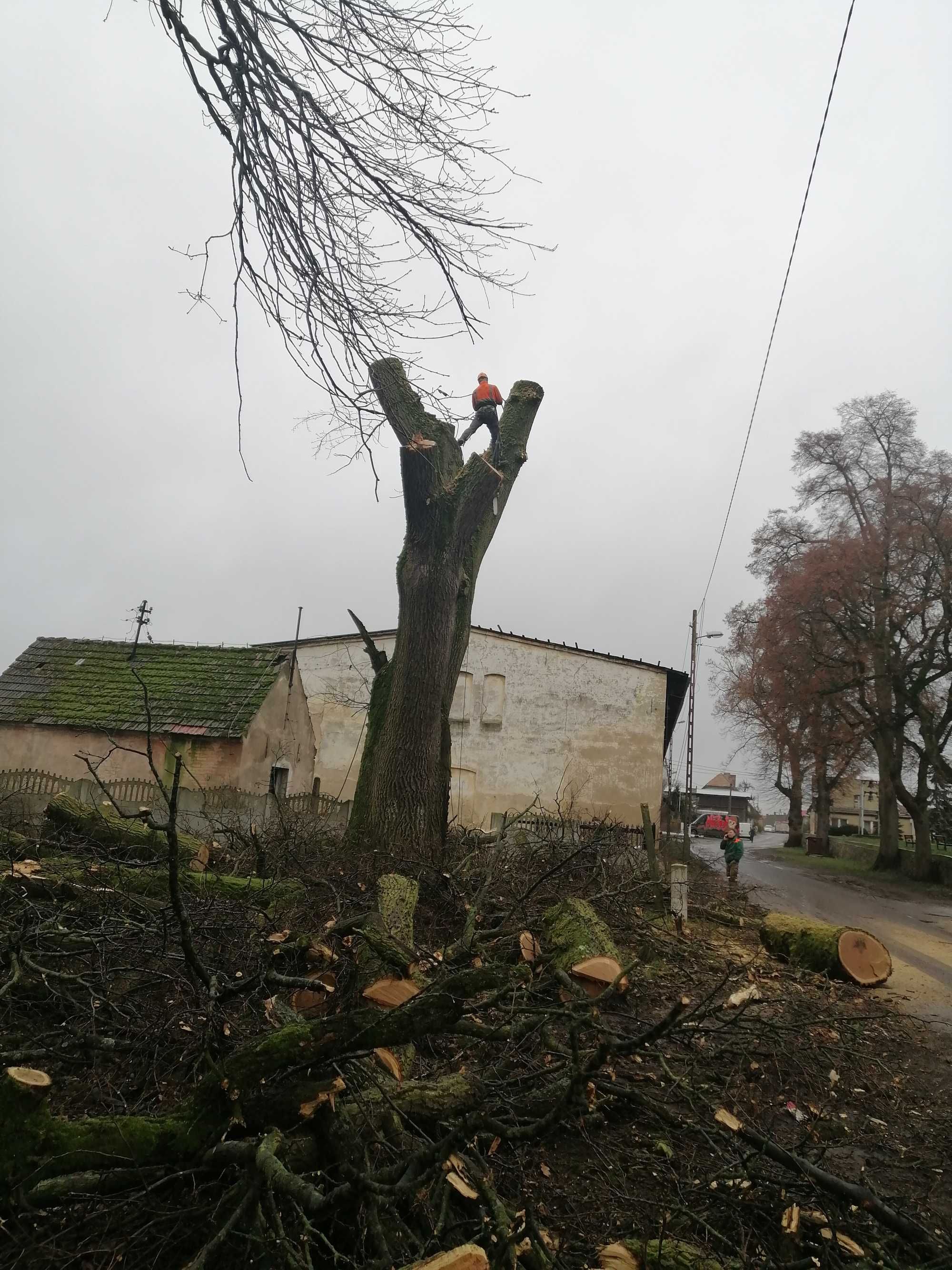 Wycinka drzew metodą ALPINISTYCZNA wraz z rebakowaniem frezowanie pni