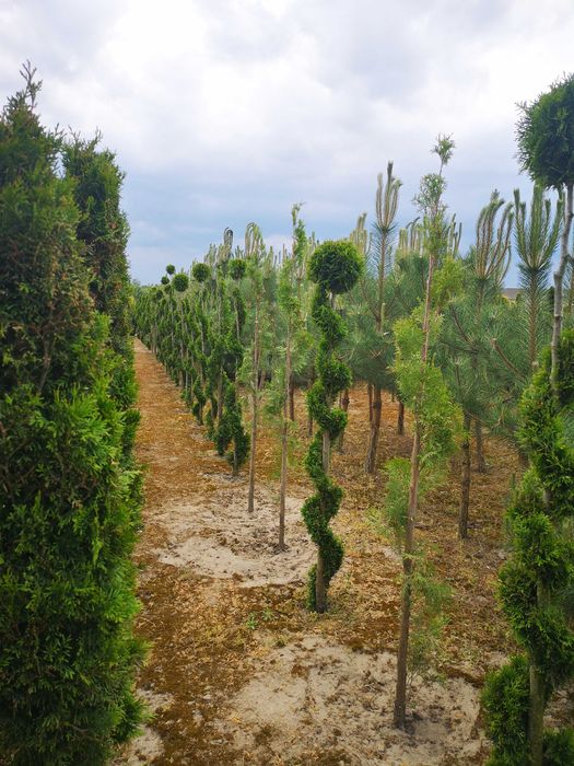 Tuje szmaragd, wycinane