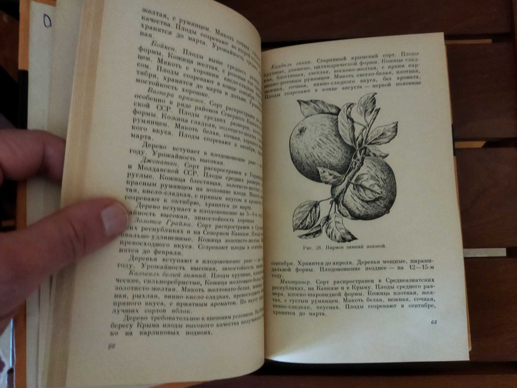 Плодоводство и ягодоводство.  В. А. Колесников. 1959 г.