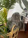 Scottish fold menino