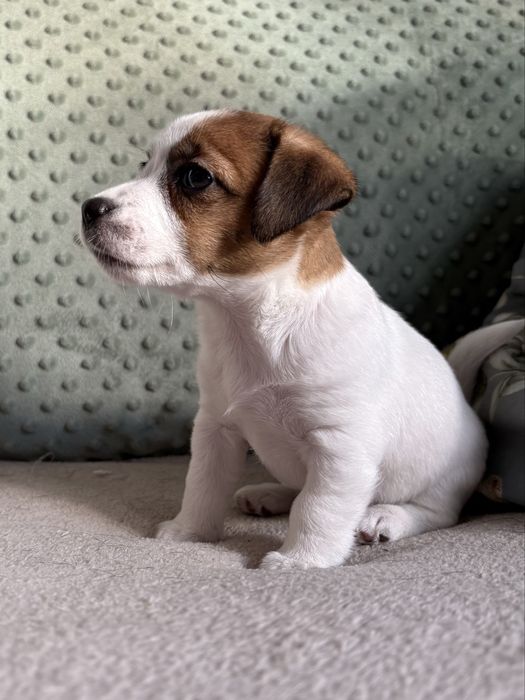 Jack russell terrier suczka (FCI)