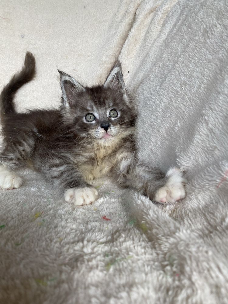 Rodowodowy kocurek Maine Coon