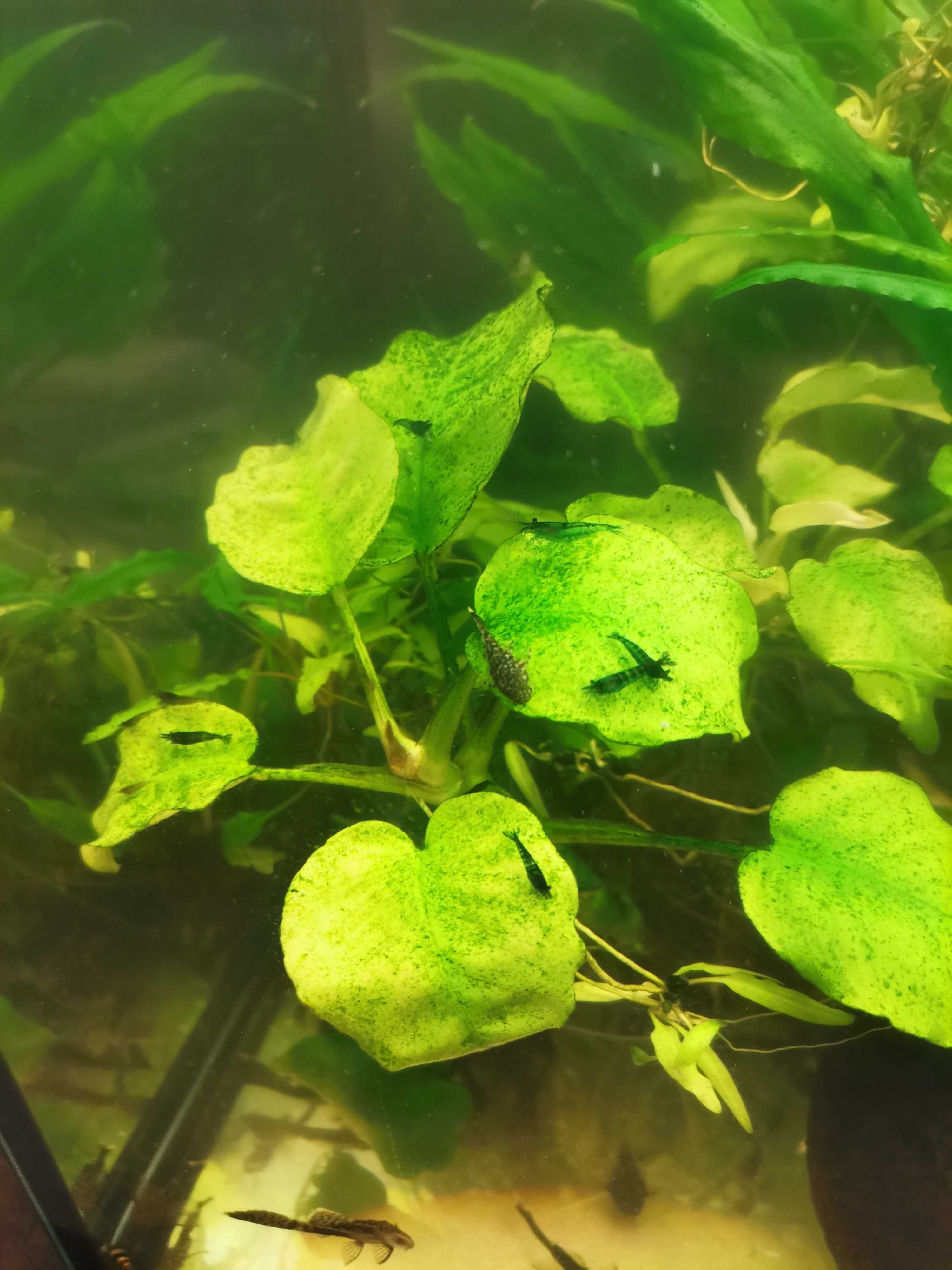 Anubias, rogatek, mech