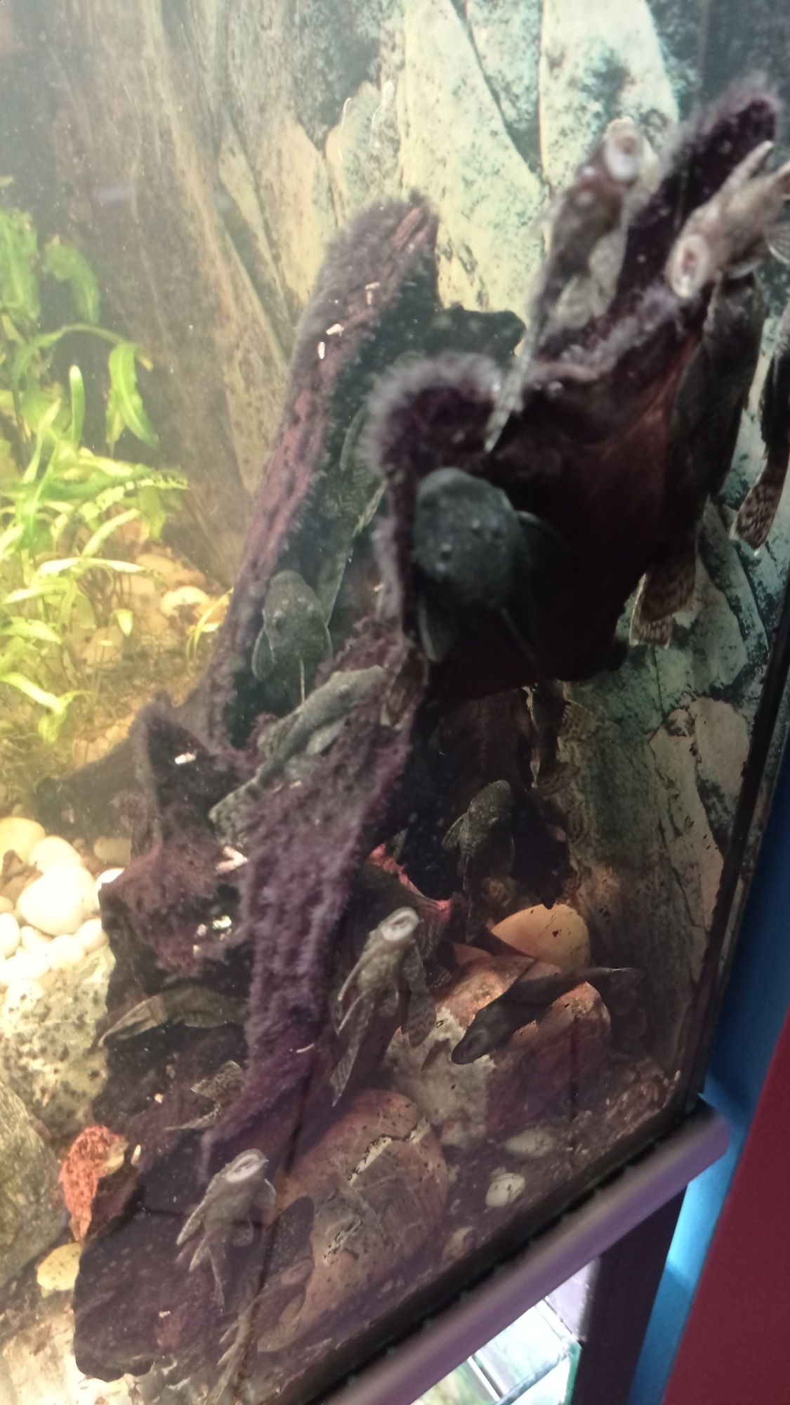 Glonojady ancistrus dolichopterus zbrojnik niebieski