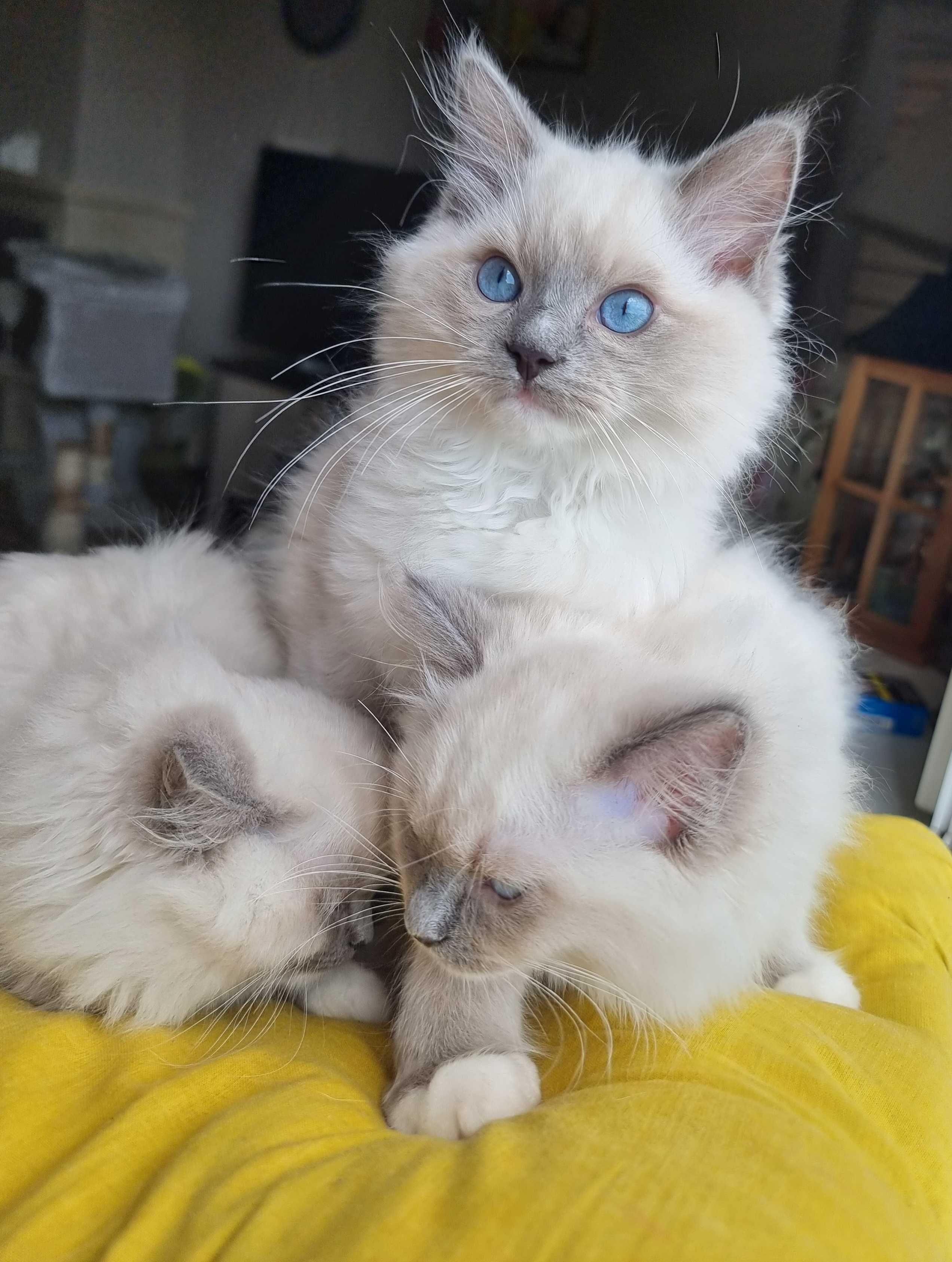 Sprzedam kotka rasy RAGDOLL