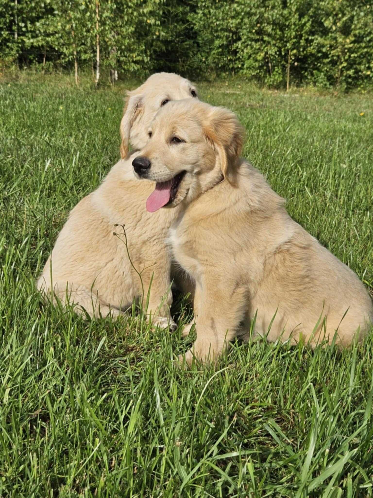 Szczeniak golden retriever