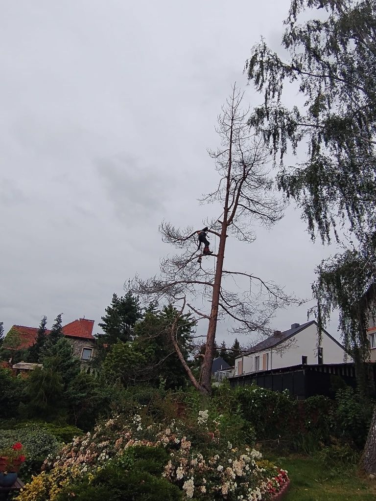 Wycinka drzew, karczowanie działek, rębak