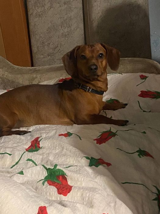 Шукаю дівчинку таксу Ірпінь