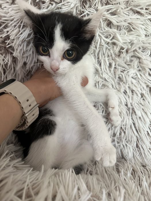 Котики шукають сімʼю