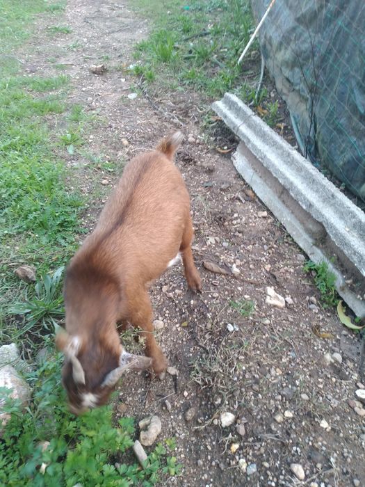 Cabras Anãs - Macho 6 meses
